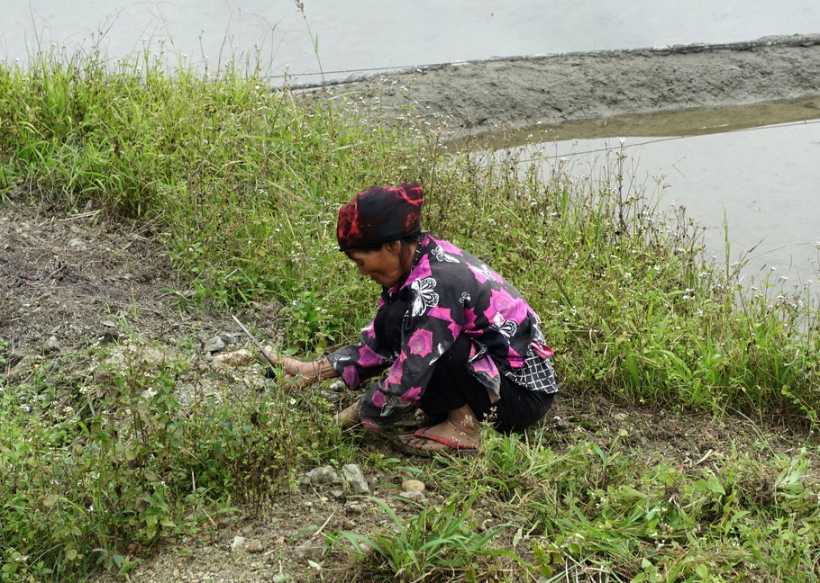 Femme travaillant dans les rizières d'Hapao/Hungduan (Banaue)