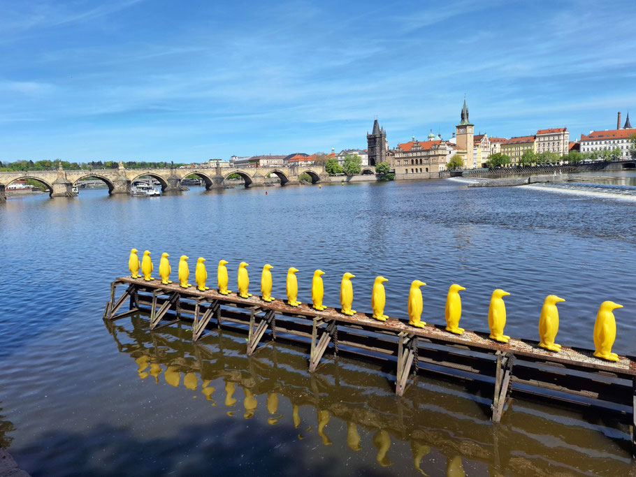 Manchots jaunes sur la rivière Vltava 