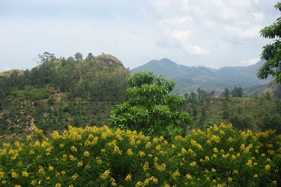 Sri Lanka, Ella : vue Little Adam's Peak de la terrasse du 98 Acres Resort