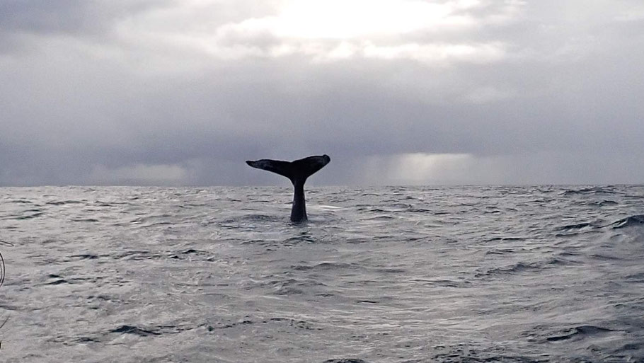 République Dominicaine, baie de Samaná  : jolie queue de baleine