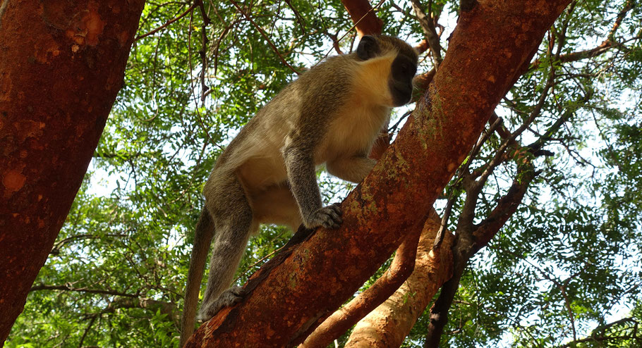 Sénégal, réserve de Bandia : singe vert (vervet)