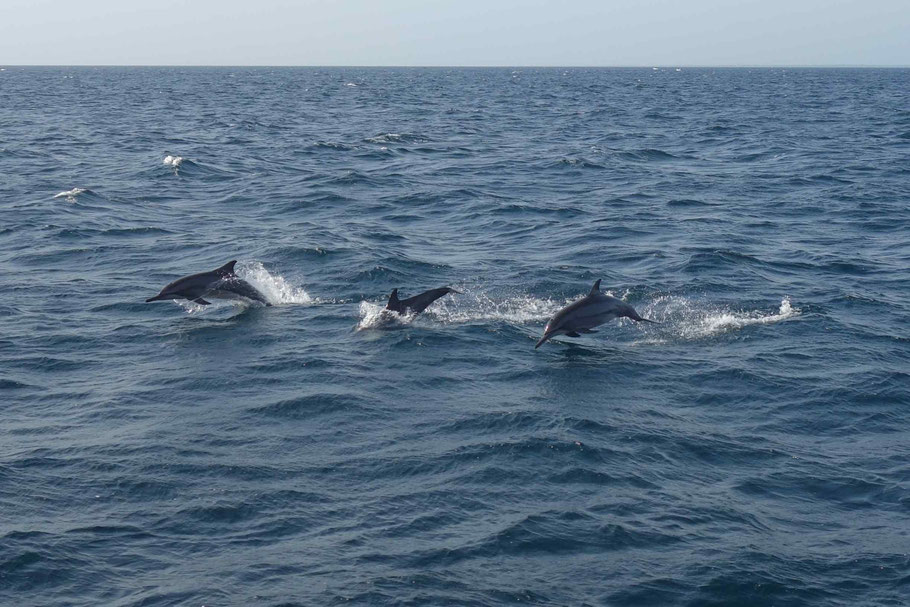 Sri Lanka, dauphins à Trincomalee