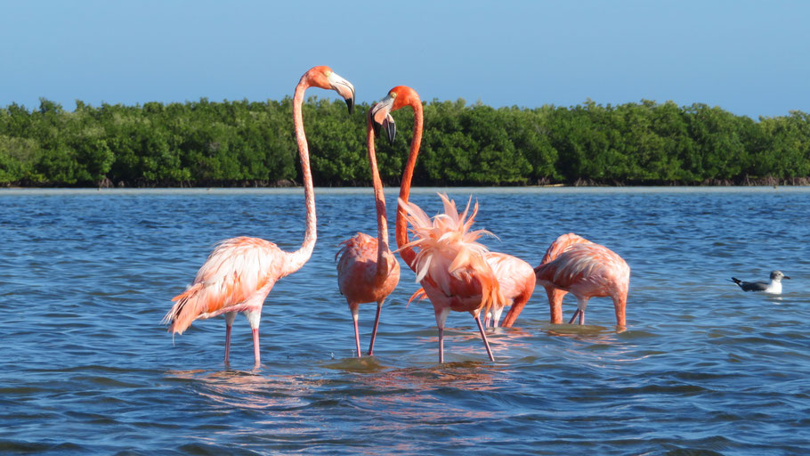 Mexique, Yucatan : flamants roses sur la lagune de Rio Lagartos
