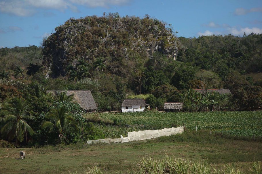 Cuba, mogotes et champs de tabac dans la Vallée de Viñales
