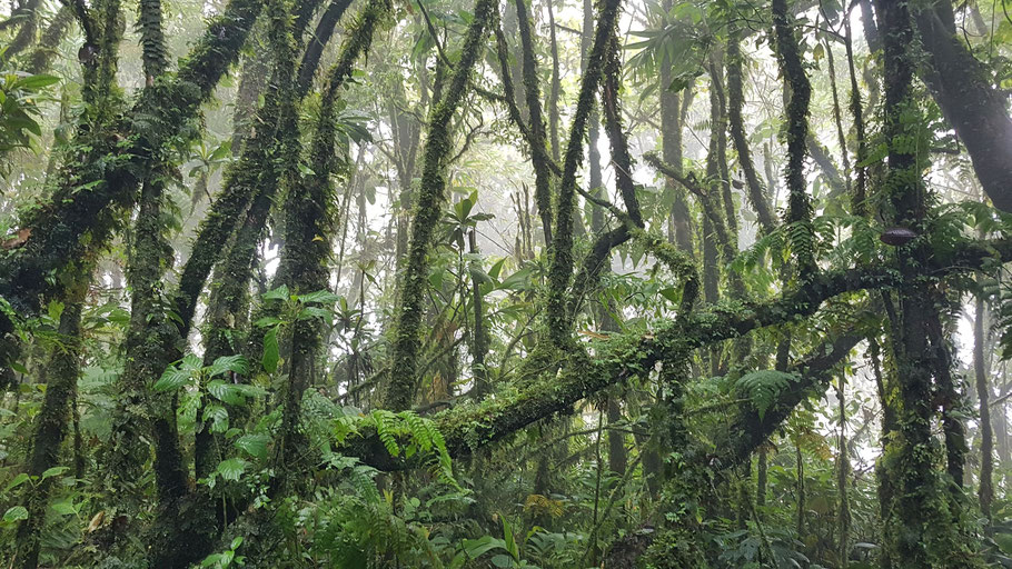 Costa Rica : enchevêtrement d'arbres dans la forêt de Santa Elena