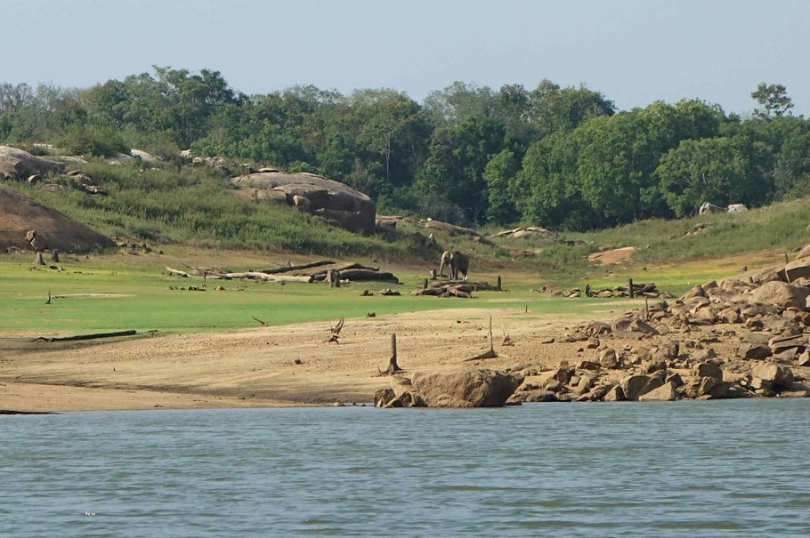 Sri Lanka, éléphant dans le Gal Oya National Park, retenue d'eau de Senanayaka Samudra à Inginiyagala 