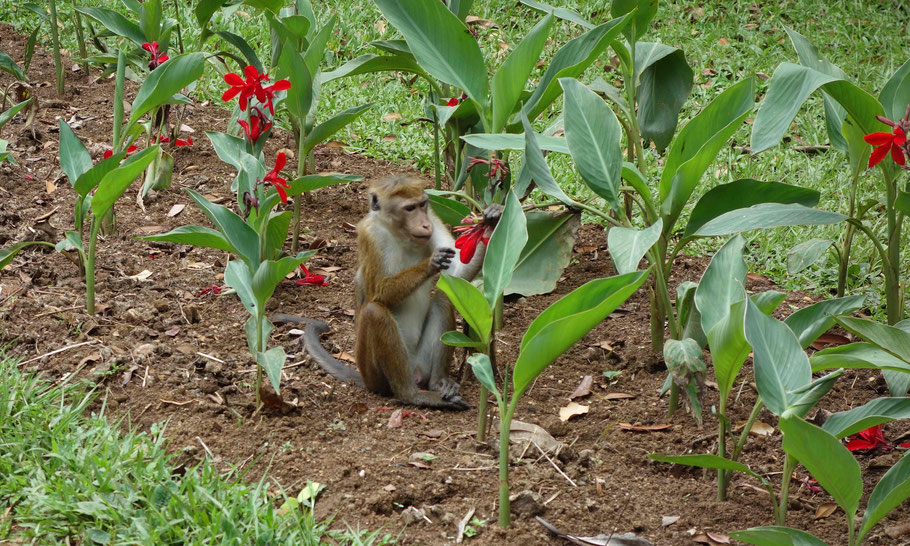 Sri Lanka : singe dans le Peradeniya Botanical Garden