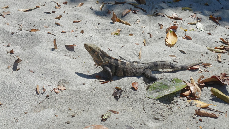 Costa Rica : iguane se prélassant au soleil sur la plage Gemelas