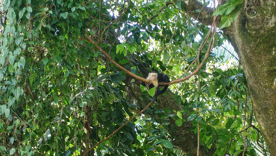 Costa Rica, parc manuel Antonio : singe capucin