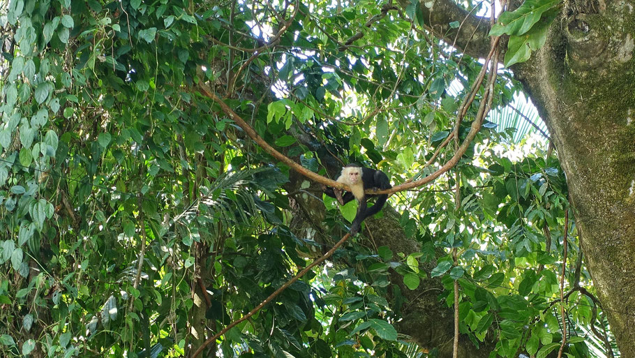 Costa Rica, parc manuel Antonio : singe capucin