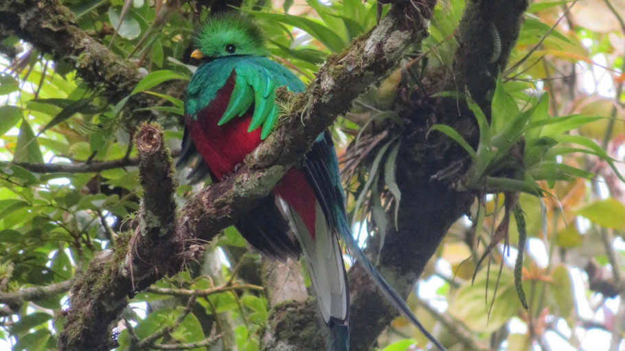 Costa Rica, réserve de Curi Cancha : le Quetzal, somptueux et mythique