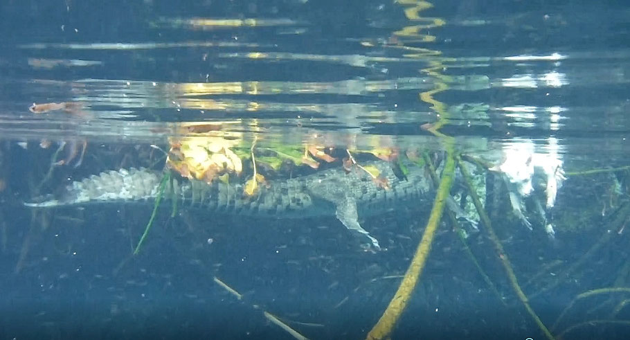 Casa Cenote : Pancho le crocodile en train de manger un chien