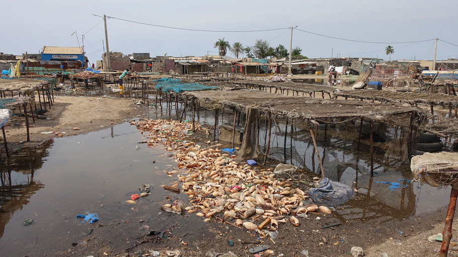 Sénégal, Sine Saloum : port de Djiffer, poissons séchés