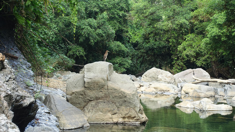 Costa Rica, cascades de Nauyaca : deux échassiers en train de s'observer