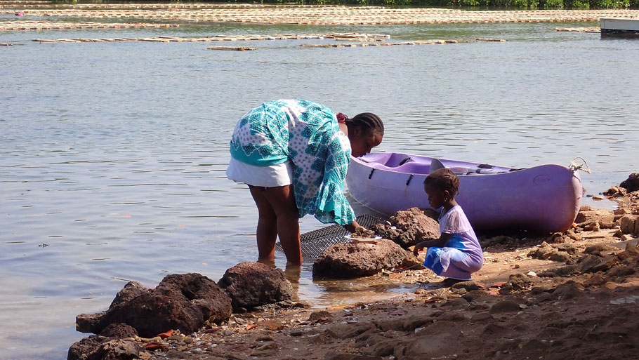 Sénégal, La Somone : ramassage des huîtres dans la lagune