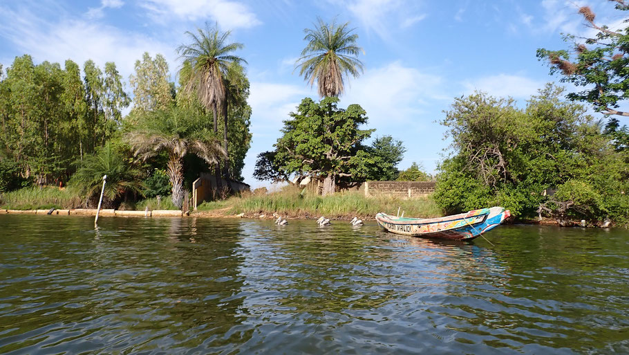 Sénégal, Sine Saloum : pélicans croisés lors de notre chouette balade en kayak d'1 h 30 sur la lagune de Simal
