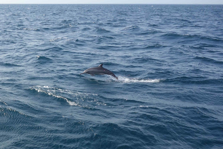 Sri Lanka, dauphin à Trincomalee
