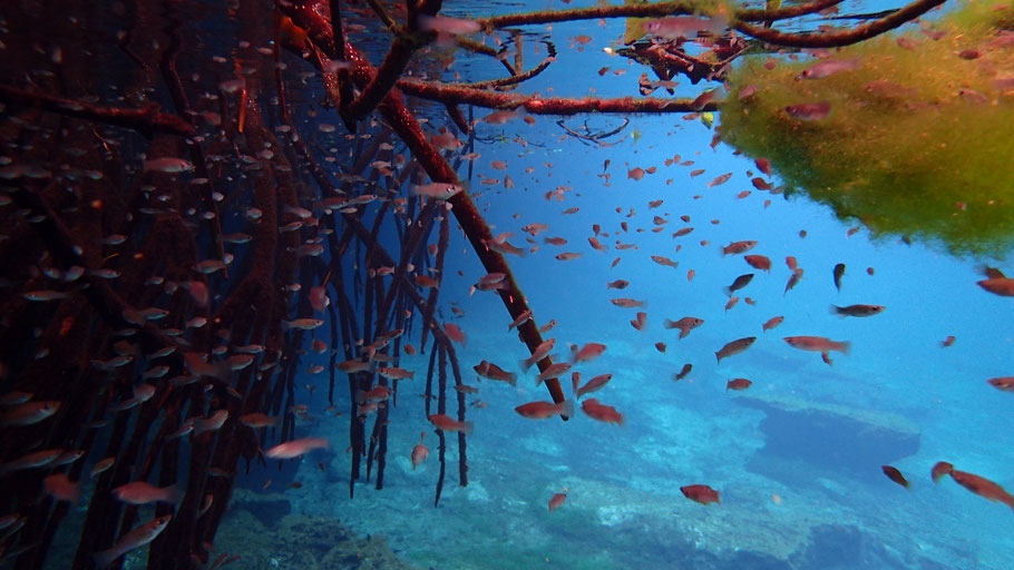 Mexique, Yucatan : poissons dans le Casa Cenote