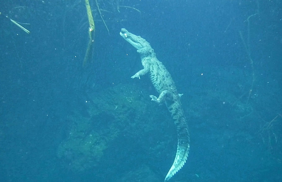 Mexique, Yucatan : Pancho ou Panchito, le crocodile de Morelet du Casa Cenote