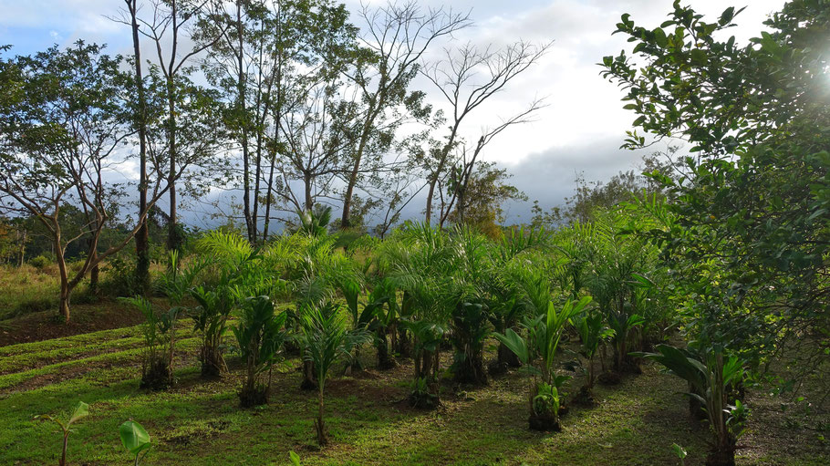 Costa Rica : cultures près d'Onca Tours & Tree Houses