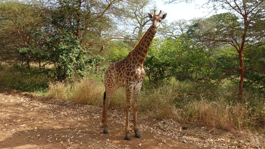 Sénégal, réserve de Bandia : girafe bingo 