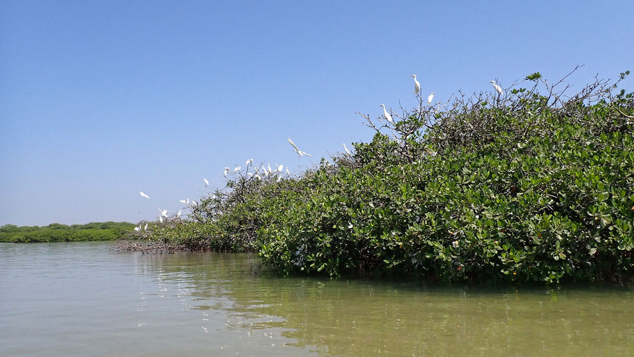 Sénégal, la lagune de La Somone est un paradis pour les oiseaux