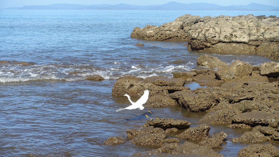 Costa Rica : aigrette sur la Playa Agujas