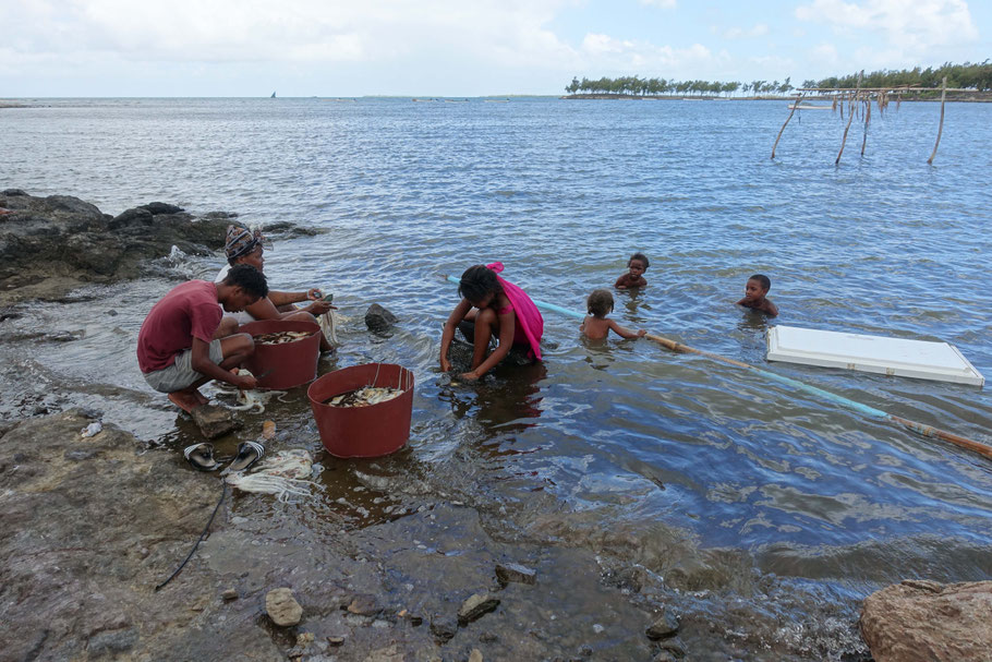 Rodrigues : nettoyage de poulpes