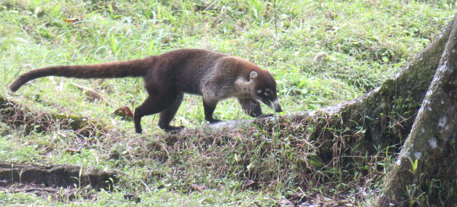 Costa Rica : coati