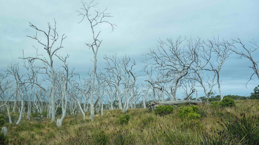 Australie : arbres morts le long de la route vers le Cap Otway