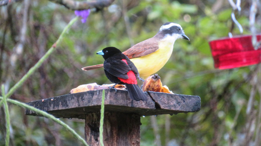 Costa Rica : Tangara à croupion rouge et Tyran Quiquivi (au ventre jaune)