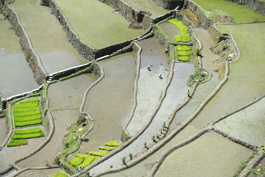 Batad, plantation du riz