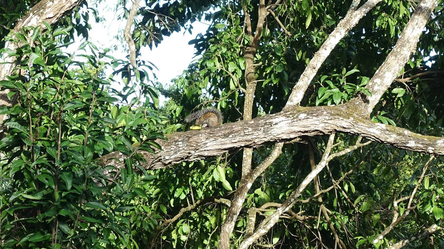 Guatemala, El Remate : écureuil dans le jardin d'Alice Guesthouse