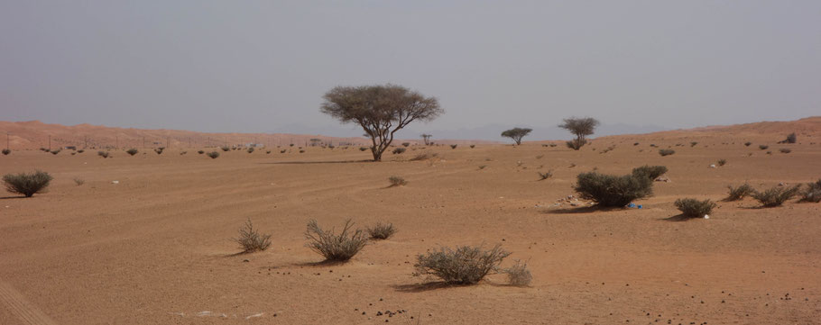 Oman, désert de Wahiba Sands 