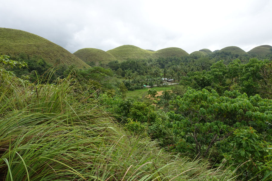  Bohol, Chocolate Hills, sur le sentier de la Mother's Hill