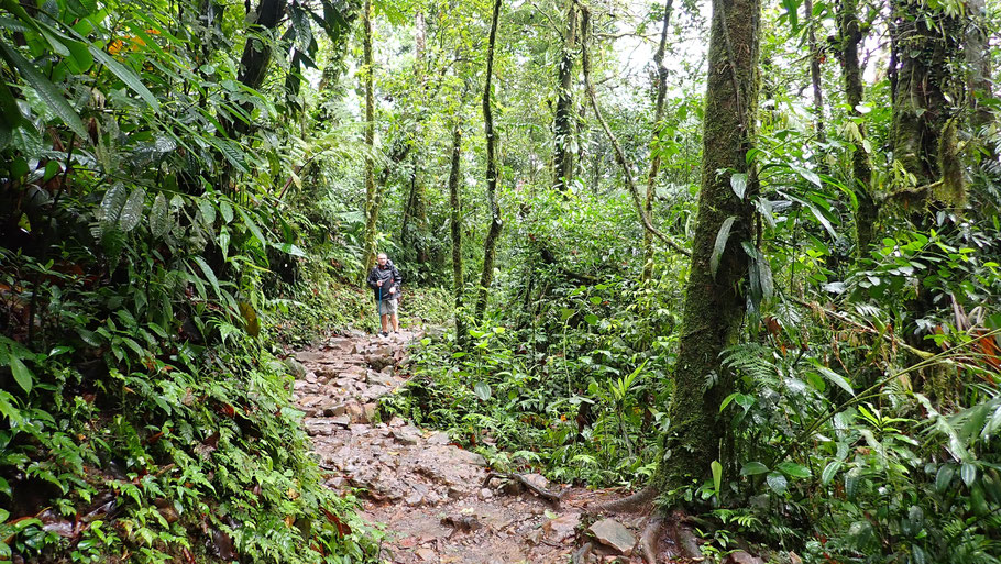 Costa Rica, parc Tenorio : sentier menant de la cascade du rio Celeste à la Laguna Azul 