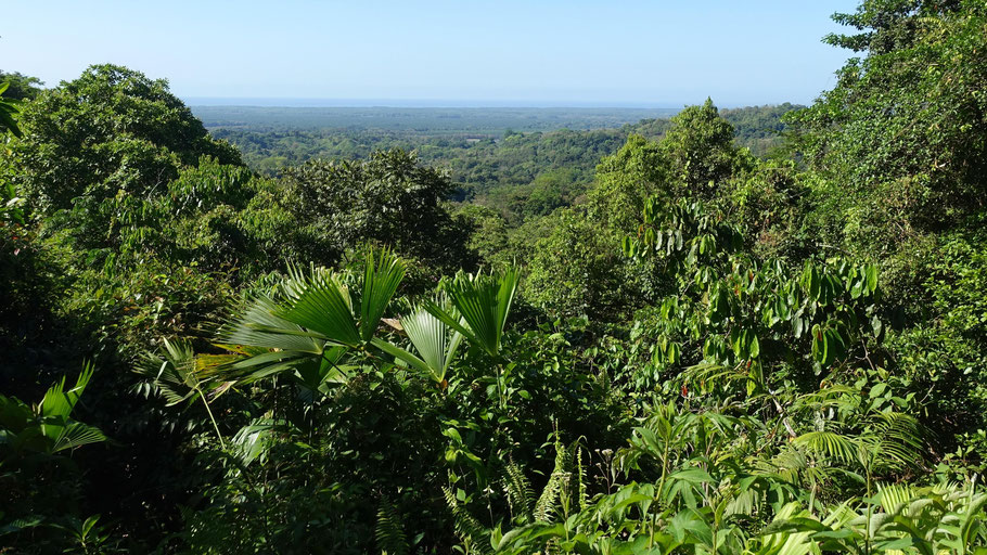 Panorama sur la forêt tropicale humide et le Pacifique (parc Rainmaker)