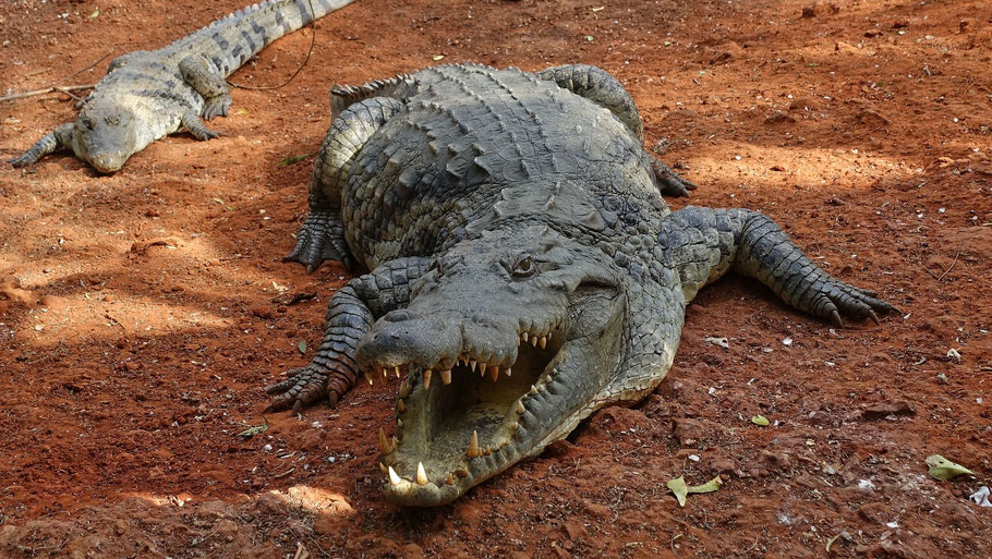 Sénégal : crocodiles de la réserve de Bandia