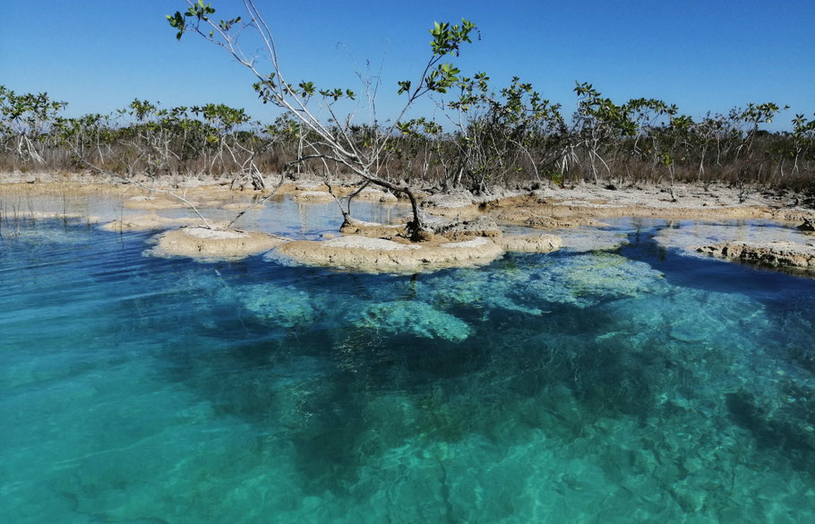 Yucatan, lagune de Bacalar : stromatolithe ou stromatolite