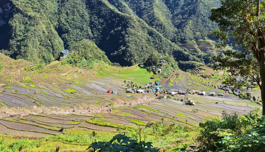 Philippines : Rizières de Batad (île de Luzon)