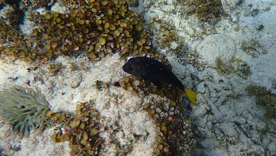République Dominicaine, Cayo Arena : joli poisson à la queue jaune