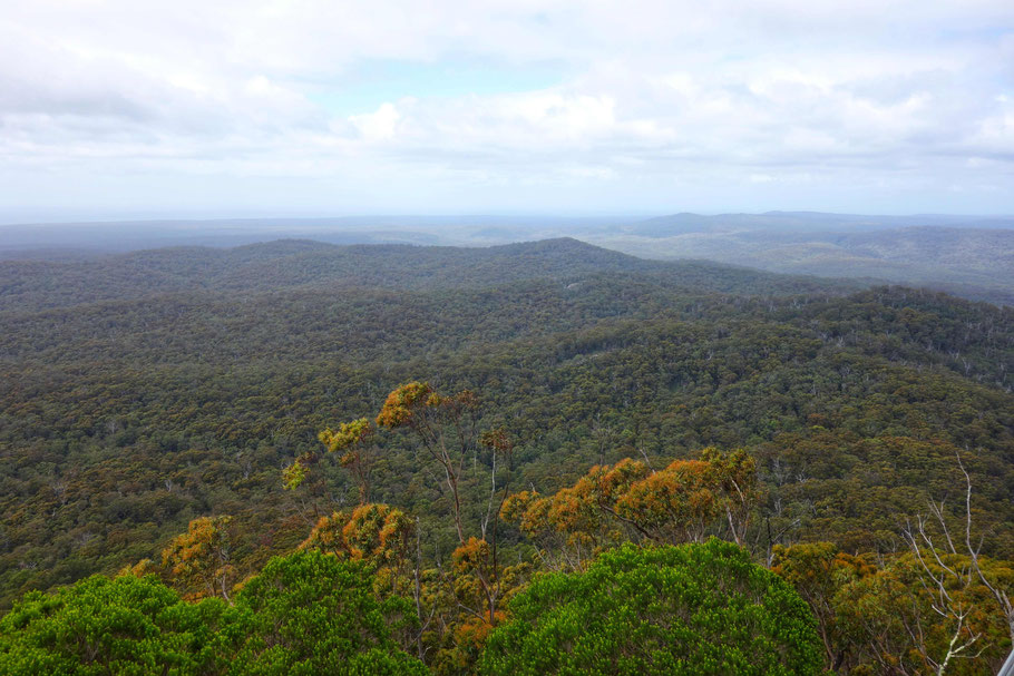 Australie, panorama du Pic de Genoa sur la forêt du Croajingolong Park