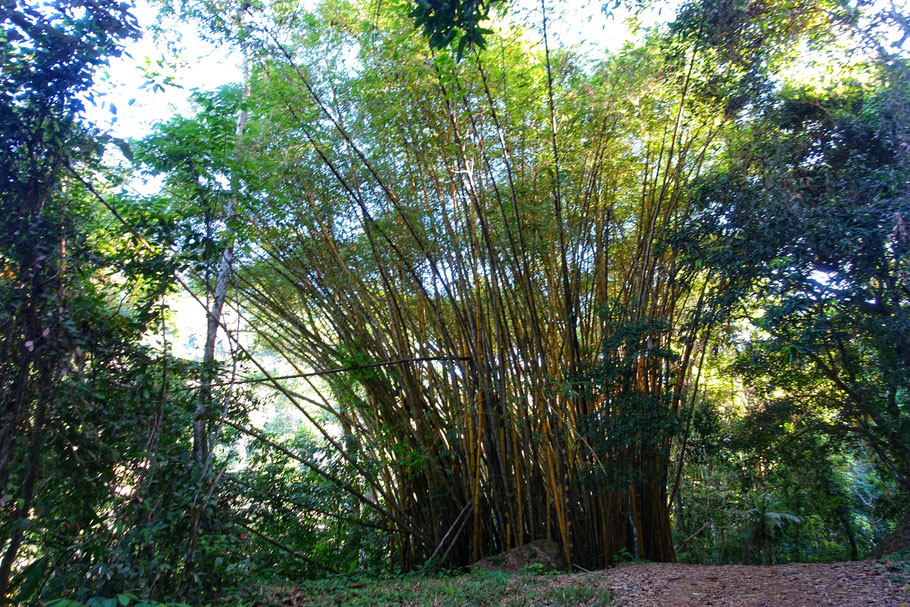 Costa Rica : bambous sur le chemins menant aux cascades de Nauyaca