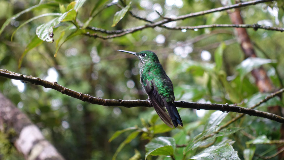 Costa Rica, Monteverde : colibri sur une branche au Hummingbird cafe