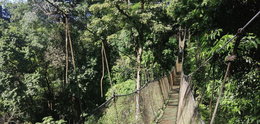 Costa Rica, pont suspendu dans le parc Rainmaker