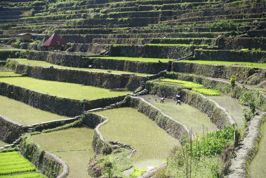 Plantation des semis dans les rizières de Batad