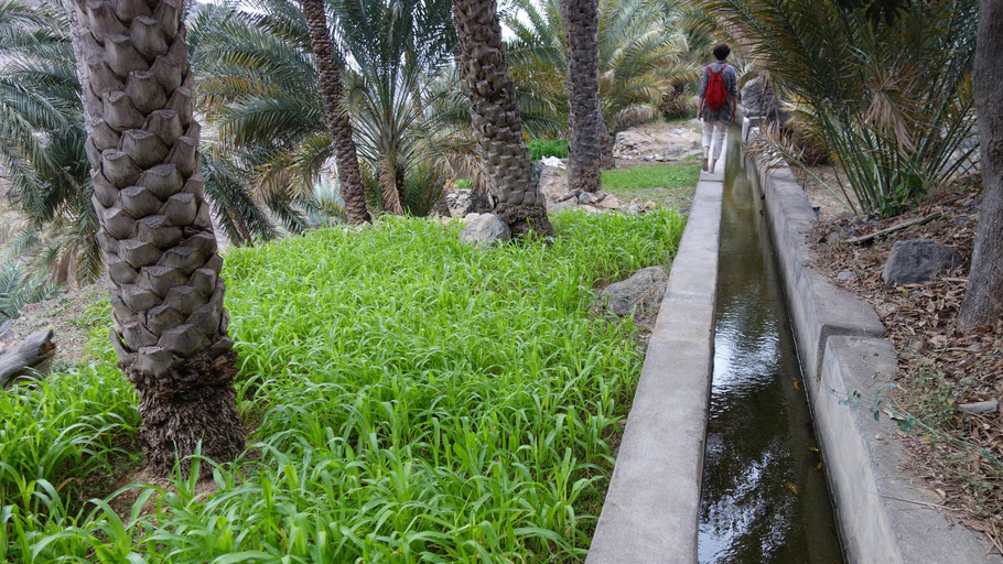 Oman, balade le long du fajal en dessous du hameau de Misfah Al Abriyeen