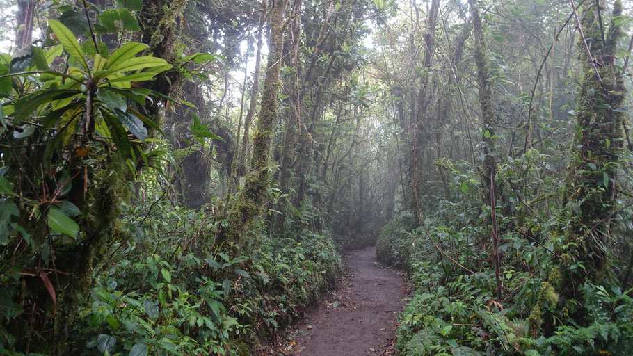 Costa Rica: Reserva Bosque Nuboso Santa Elena dans les nuages
