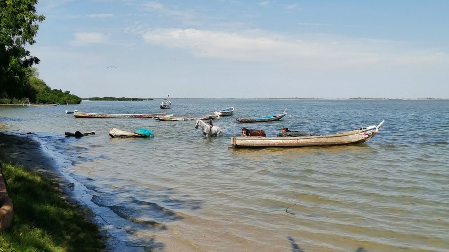 Sénégal, Sine Saloum : petit rafraichissement pour les chevaux dans la lagune de Simal