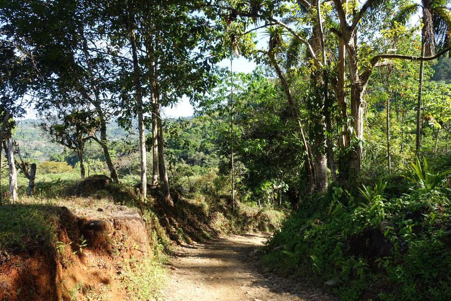 Costa Rica, sentier menant aux cataratas Nauyaca